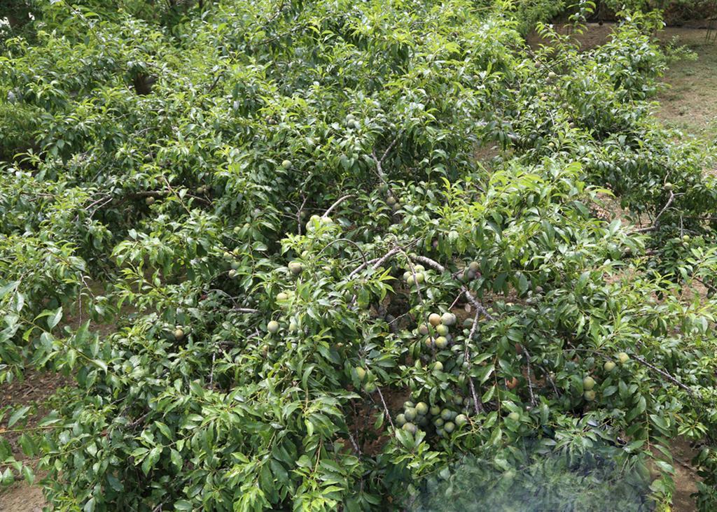 Sa House Bac Ha Apartment ภายนอก รูปภาพ